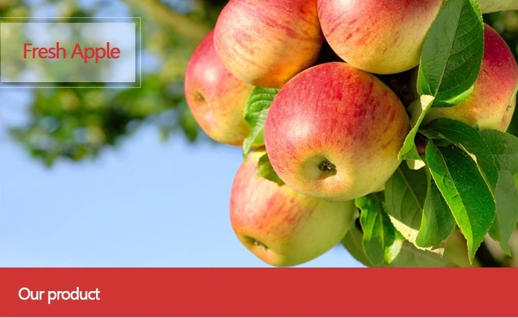 High Quality Red Premium Fresh Fruit Delicious Sweet FUJI Apples for Wholesale