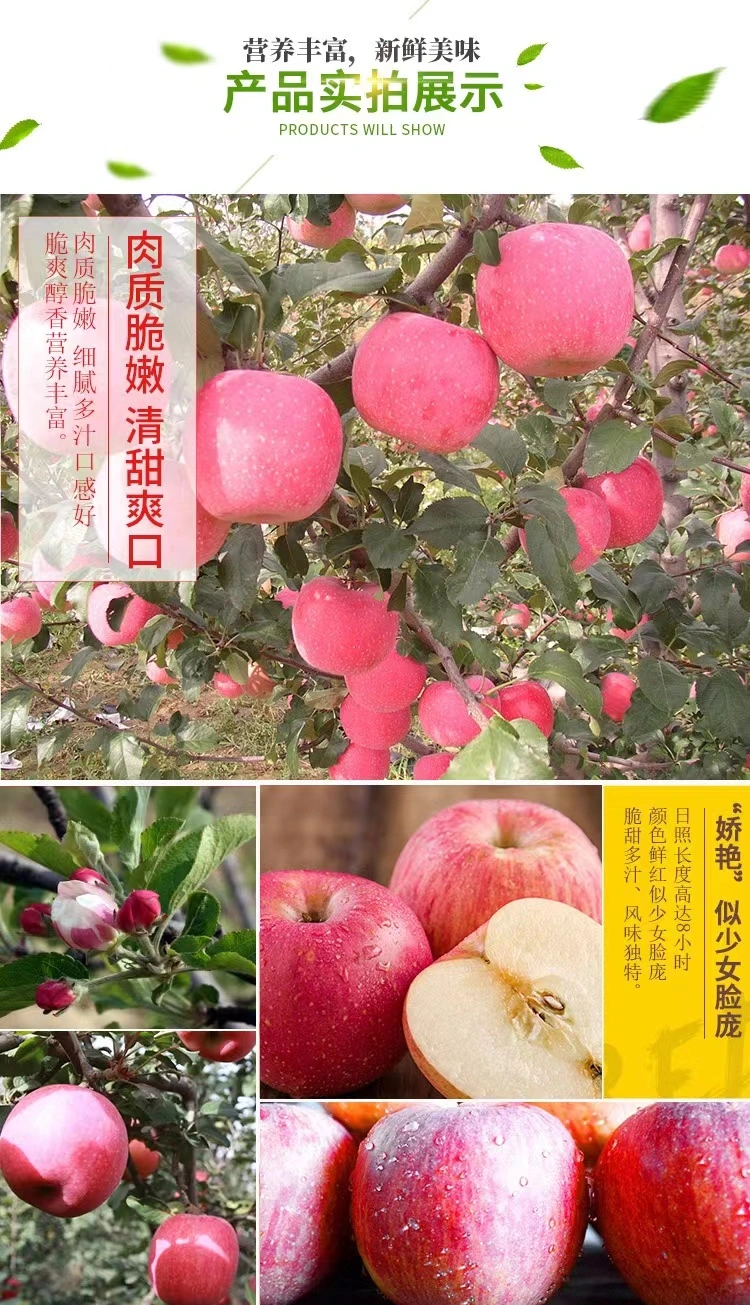 Huaniu Golden Delicious Gala Qinguan FUJI Apple Fruit Price From Factory