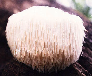 Hericium Erinaceus 추출물 Hou Tou Gu 원숭이 머리 버섯 Hericipin