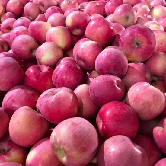 중국의 신선한 과일, 빨간색의 맛있는 FUJI 사과를 경쟁력 있는 가격으로 만나보세요